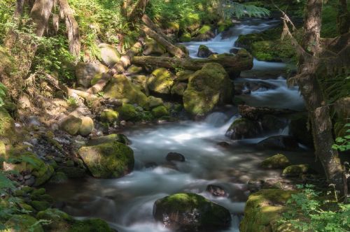 creek woods wilderness