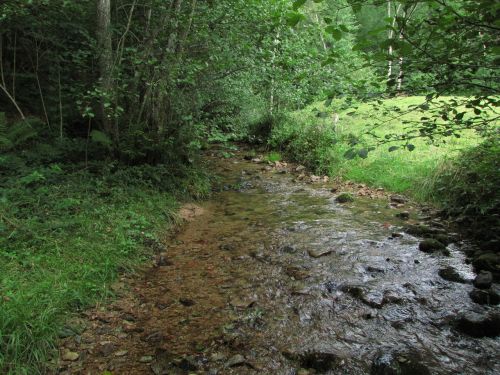 creek nature field