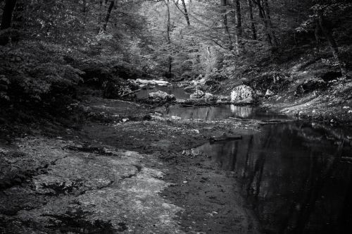 creek black and white spring