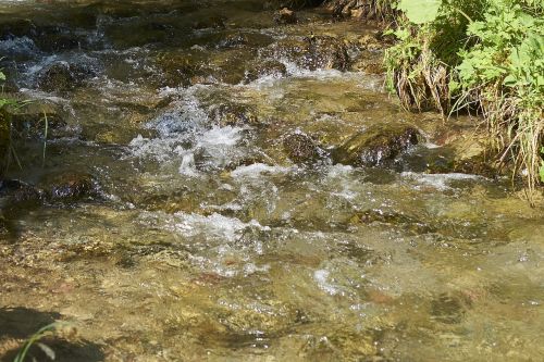 creek water purity