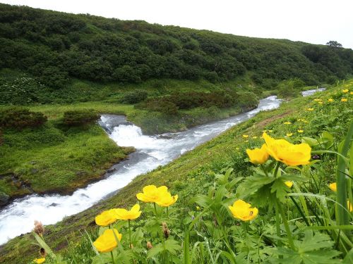 creek mountain plateau flowers