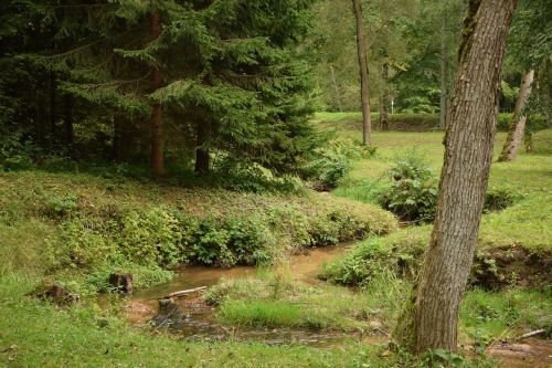 creek forest nature