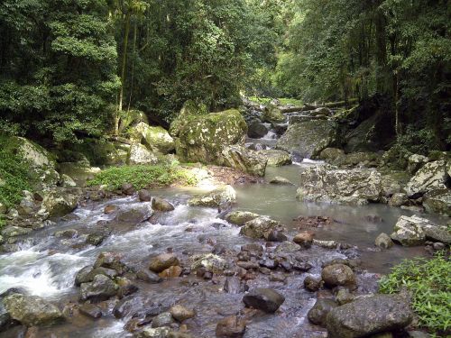 creek rainforest flowing
