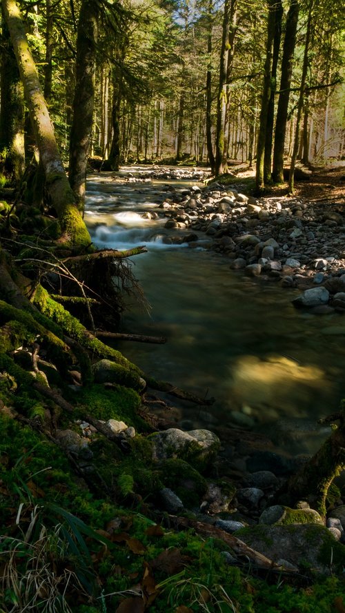 creek  vosges  nature