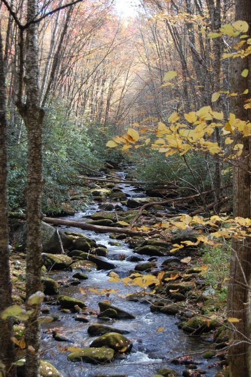 creek woods forest