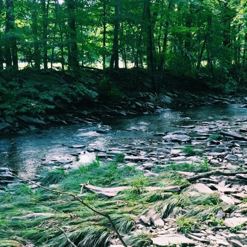 creek trees water