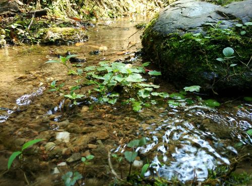 creek moss running water