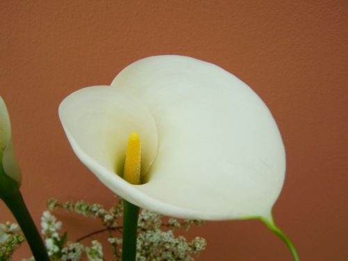 creeks white flower cut flower