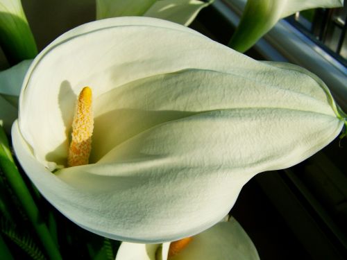 creeks white flower cut flower