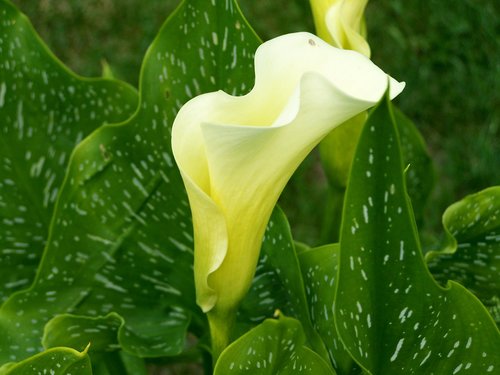 creeks  white flower  garden