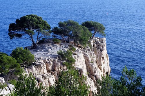 creeks  pine  sea