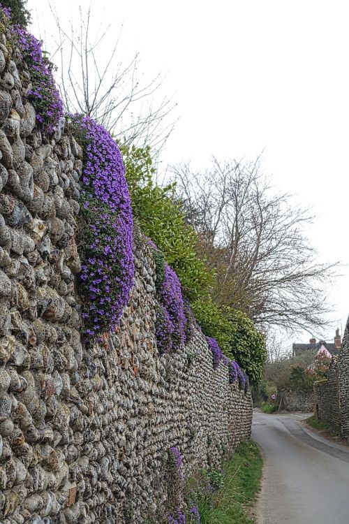 creeper wall purple