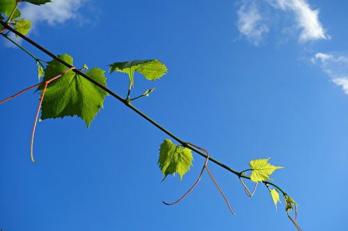 creeper ivy plant