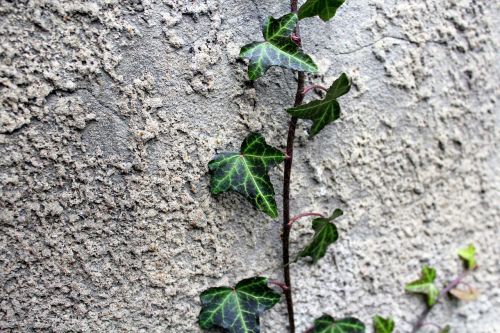 creeper ivy plant