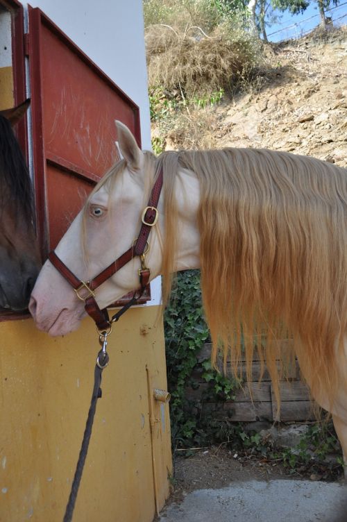 cremello stallion spanish horse