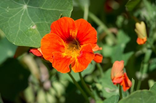 cress tropaeolum nasturtium