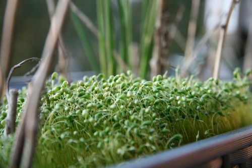 cress plant children