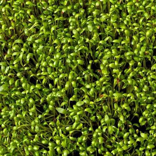 cress seedlings herbs