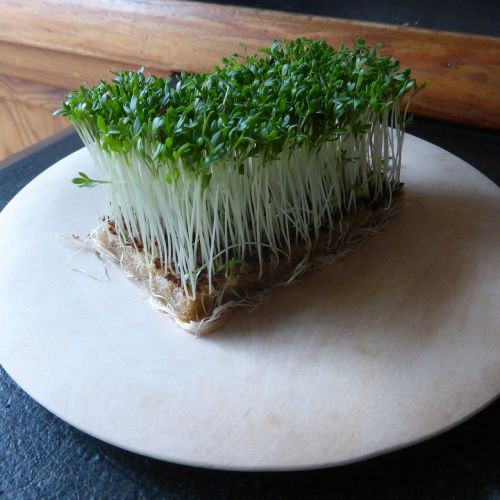 cress herbs green