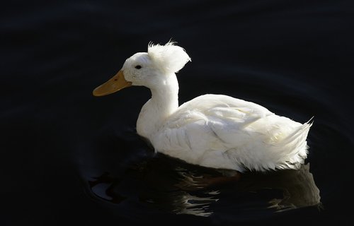 crested  duck  genetic