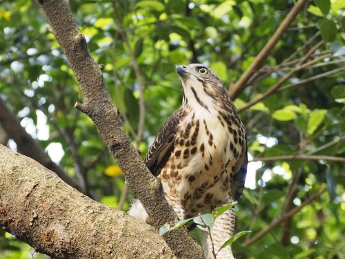 crested goshawk 專 note