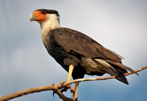 crested caracara  bird  falcon