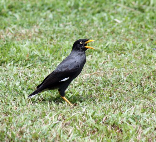 Crested Myna Shot From Singapore