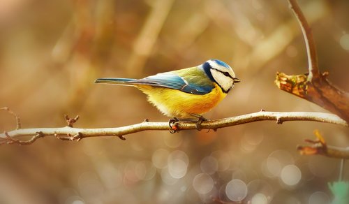 crested tit  bird  small