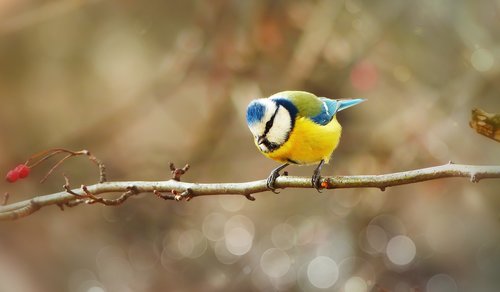 crested tit  bird  small