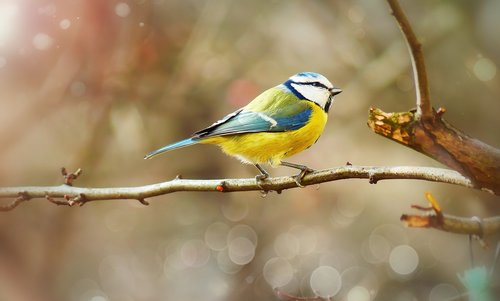 crested tit  bird  small