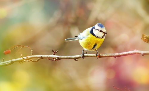 crested tit  bird  small