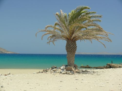 crete palm trees beach