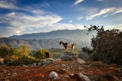crete abendstimmung goat