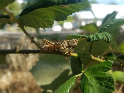 cricket insect macro