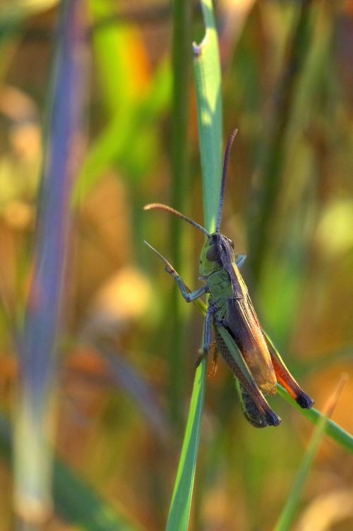 cricket tettigonia viridissima insect