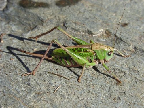 cricket pyrenee catalunya insect