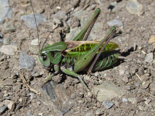 cricket leptophyes punctatissima pyrenees