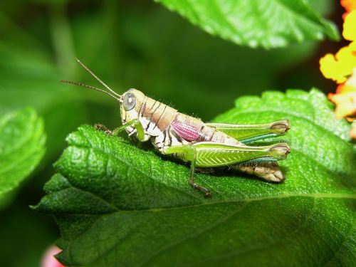 cricket green sheet pedro nunes