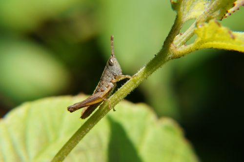 cricket grasshopper nature