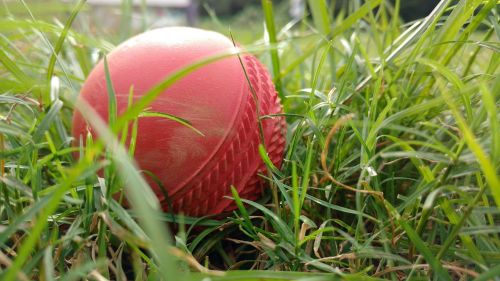 cricket ball grass