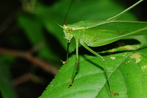 cricket grasshopper locust