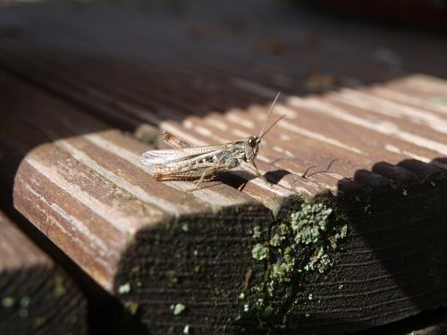 cricket grasshopper
