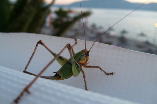 cricket nature green
