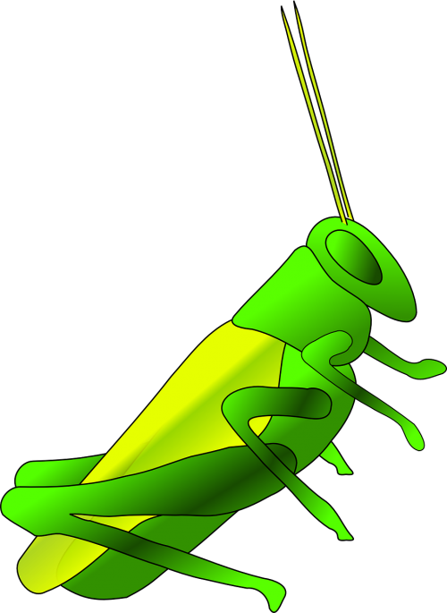 cricket long green