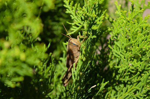 cricket  green  leafs