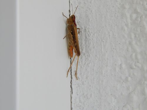 cricket insect tettigonia viridissima