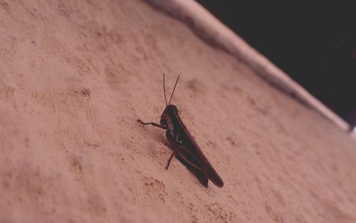 cricket animals nature