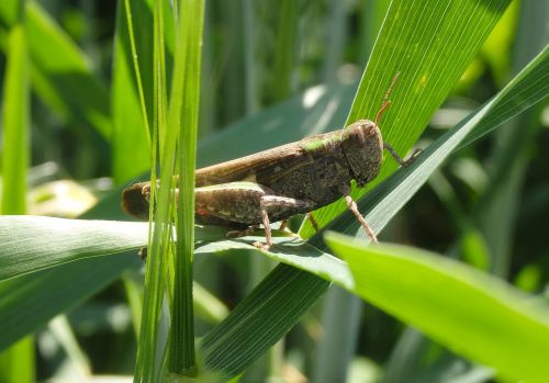 cricket animal insect