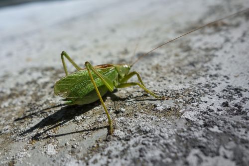 cricket nature animal