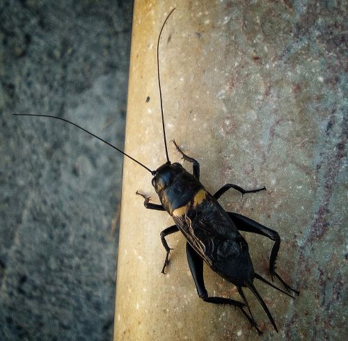 cricket insect singing cricket